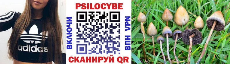 Псилоцибиновые грибы Cubensis  дарнет шоп  Венёв 